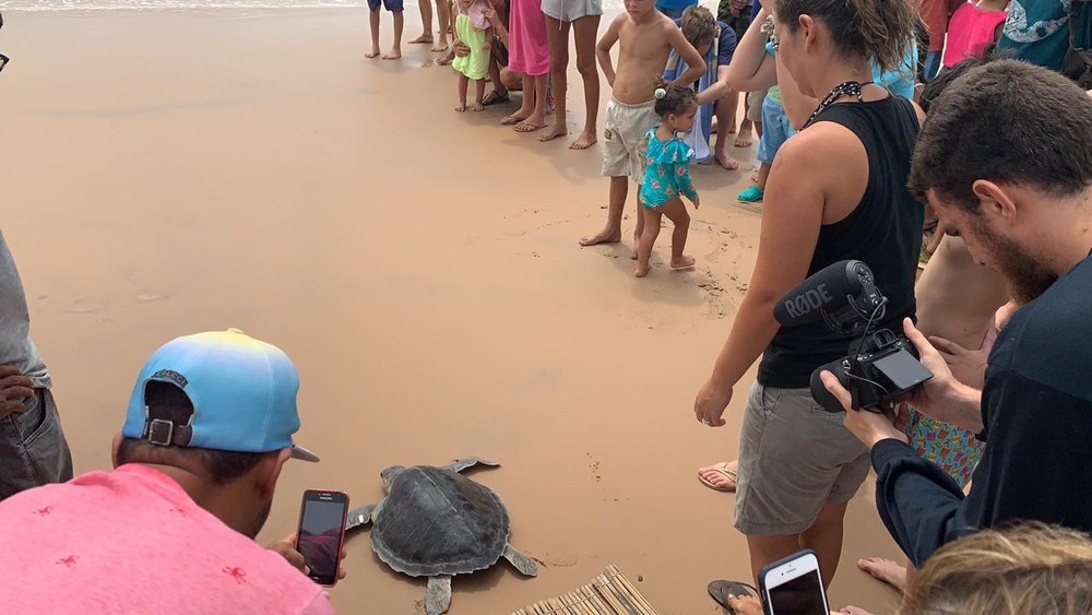 tartaruga marinha pós óleo